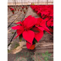 Flor de Pascua Roja